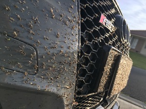 What is a good way to remove dried bugs from a car?
